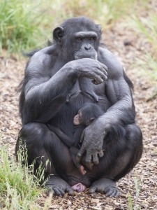 ChimpanzeeInfantOctober2015-3