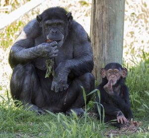 chimps-mom-enzi-1-6th-october-2016