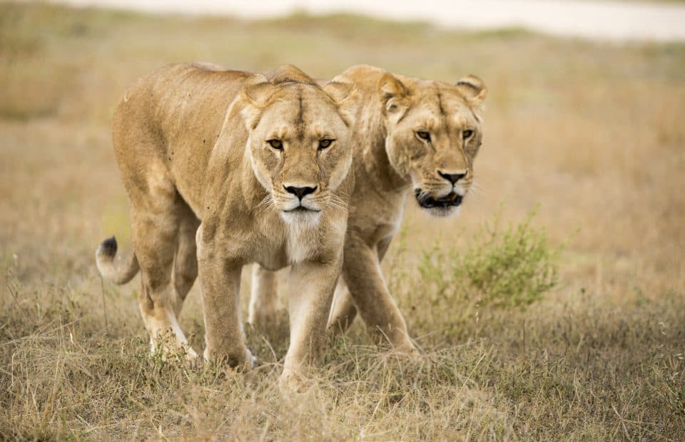 Monarto Safari Park lionesses Lions 360