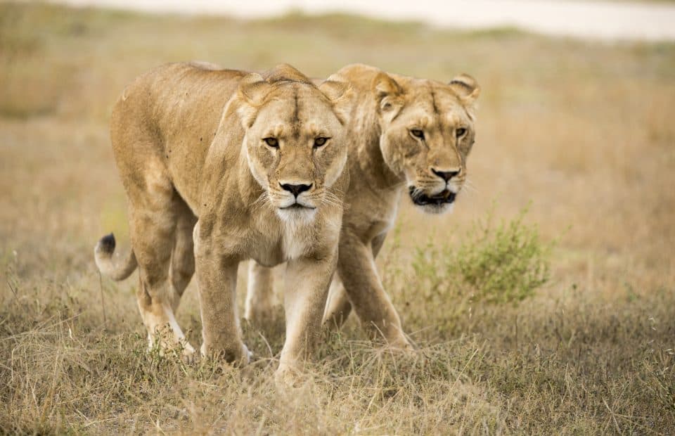 Four ways Lions 360 is helping African lions in the wild Monarto Zoo