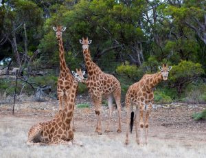 Some of Monarto Zoo's female giraffes.