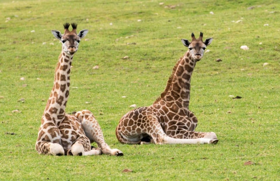 Giraffe calves at Monarto Safari Park