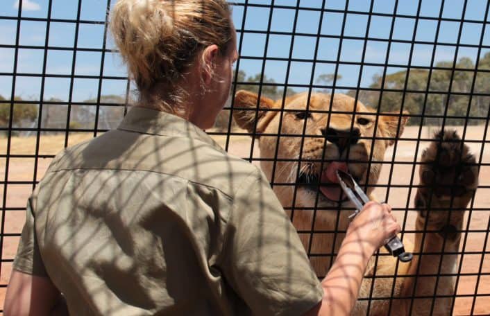 Keeper feeding a lion at Lions 360
