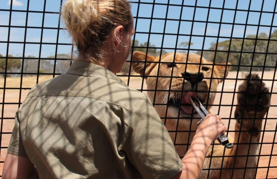 How Lions 360 helps keep our lion pride happy and healthy Monarto Zoo