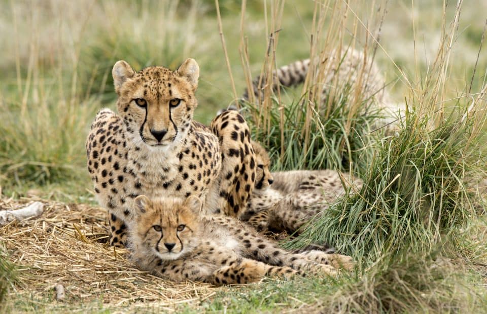Monarto Safari Park cheetah
