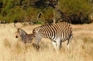 Zebra foal with mum