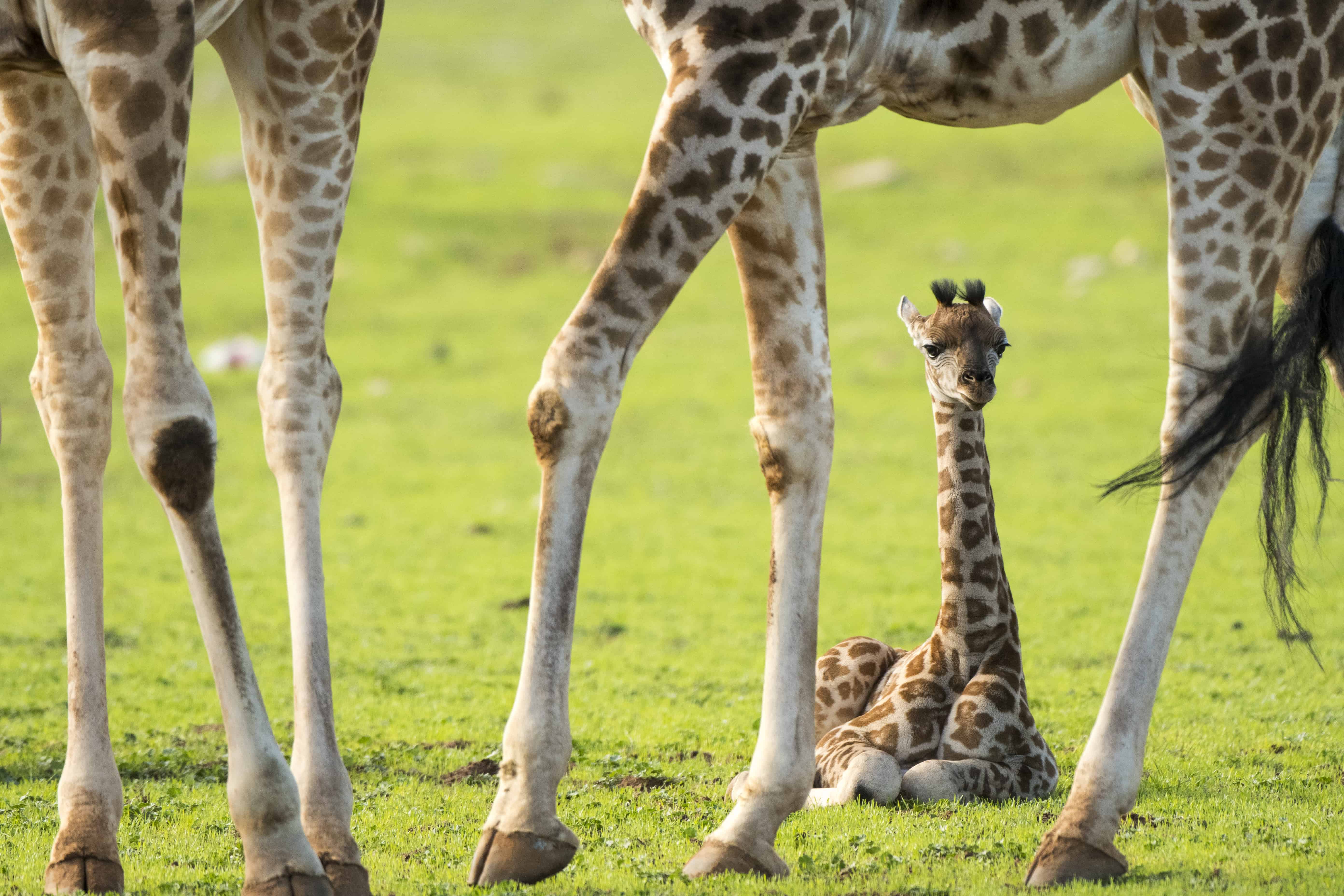 Five things you probably didn't know about Giraffe births