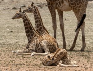 Five things you probably didn't know about Giraffe births