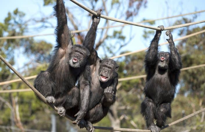 Monarto Safari Park new chimps