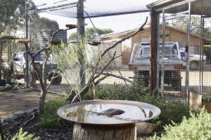 Monarto Zoo Native Habitat Garden bird bath catpad enclosure