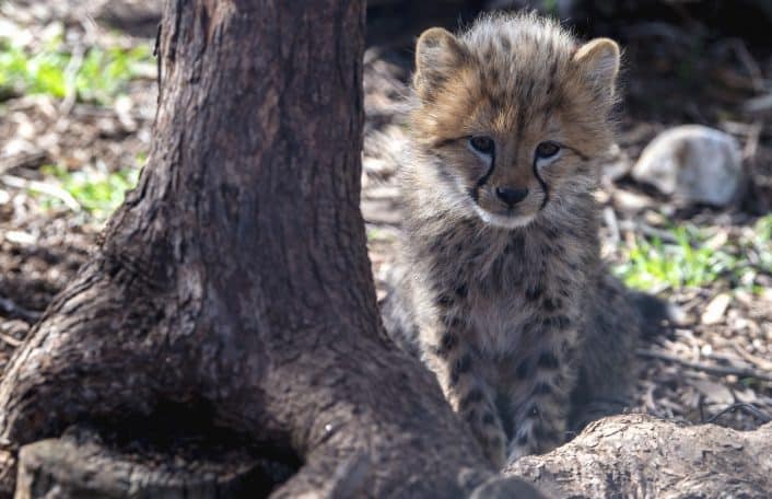 Cheetah cubs Monarto Safari Park