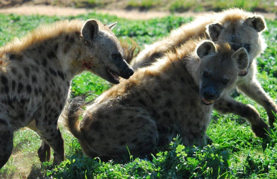 Hyaena clan introduction Monarto Safari Park