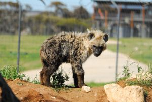 Monarto Zoo hyaenas introduction cub