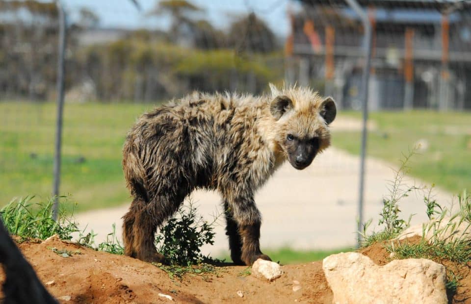 Monarto Safari Park hyaenas introduction cub