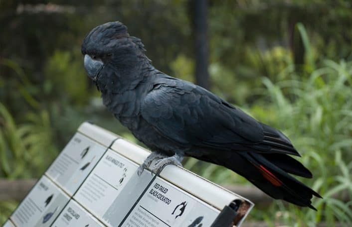 Black-cockatoo Adelaide Zoo