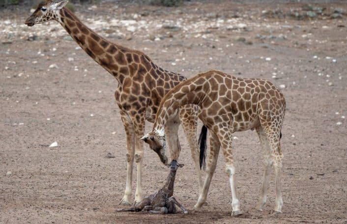 Giraffe calf Monarto Safari Park