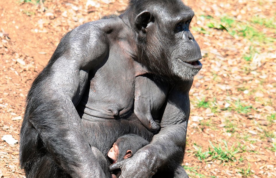 Chimp baby Monarto Zoo