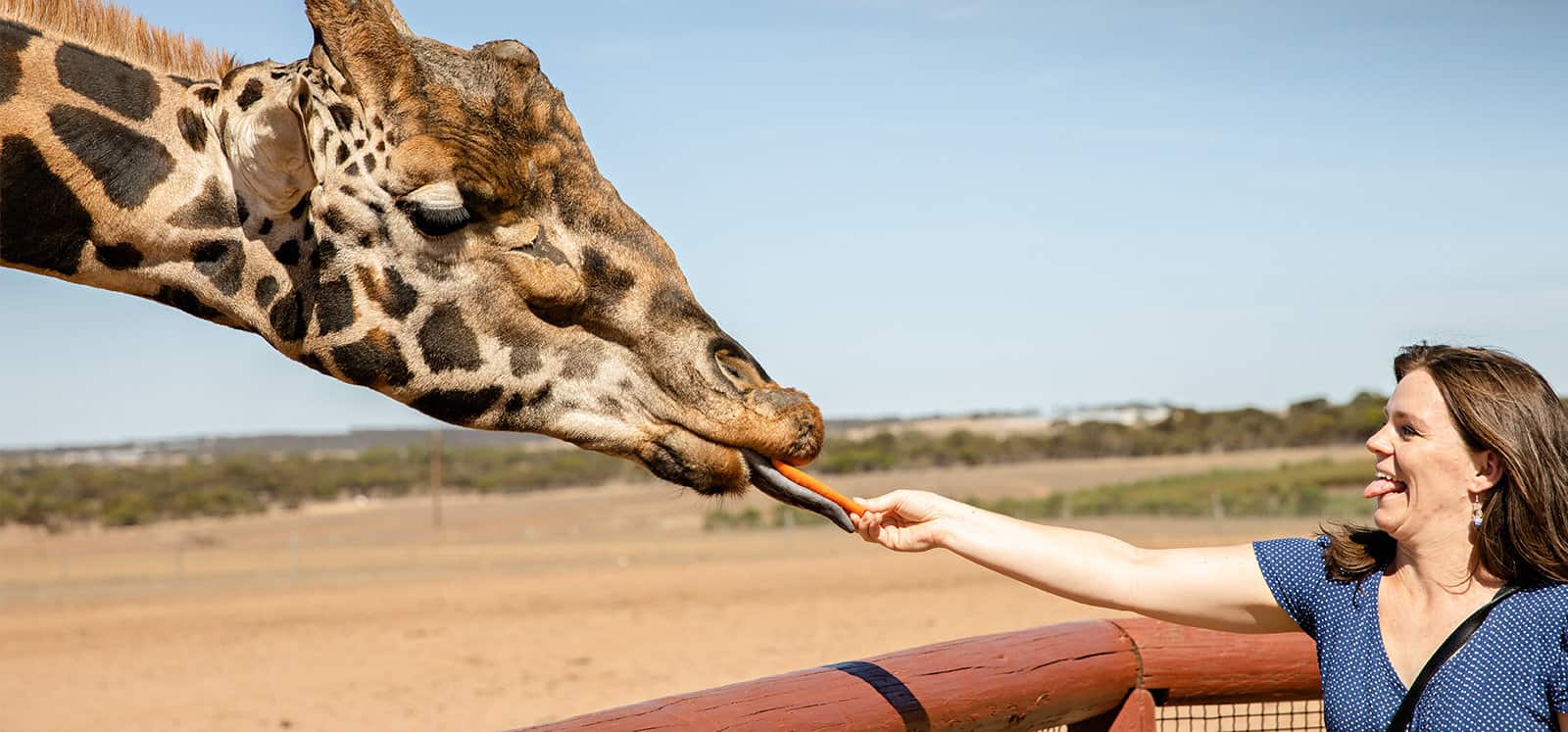 Giraffe being hand fed a carrot during Giraffe Safari