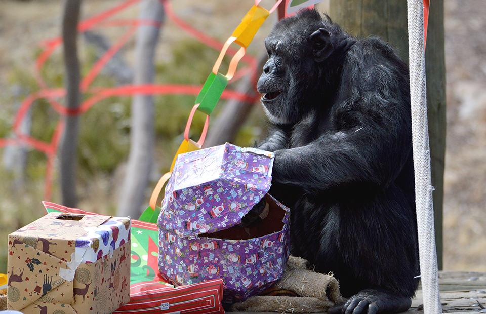 Merry Christmas Monarto Safari Park 2019