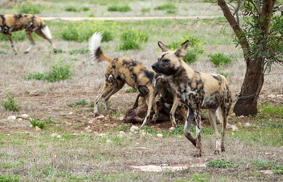 African Painted Dog Monarto Safari Park