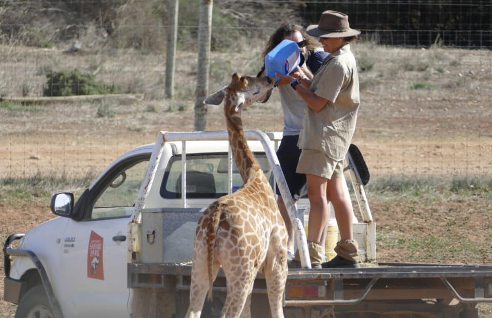 Nolean, giraffe calf, Monarto Safari Park, hand-raised calf,