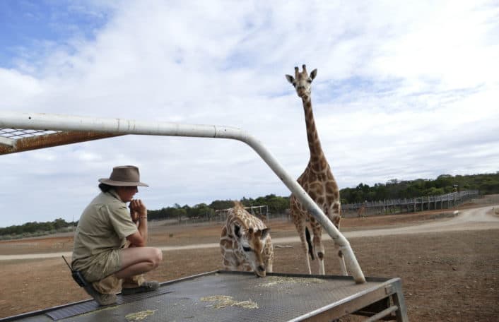giraffes, nolean, haidee, monarto safari park, giraffe calf