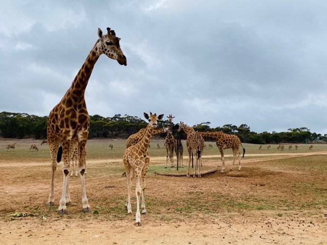 Nolean, Waterhole, Giraffe conservation, Monarto Safari Park