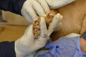 Monarto african lion cub health check claws