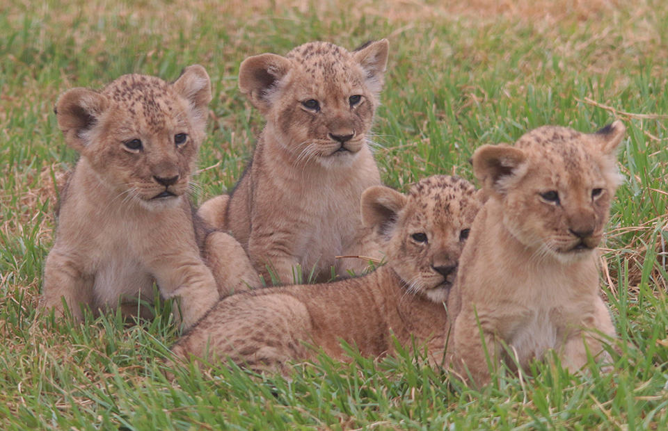Monarto Safari Park african lion cub health check