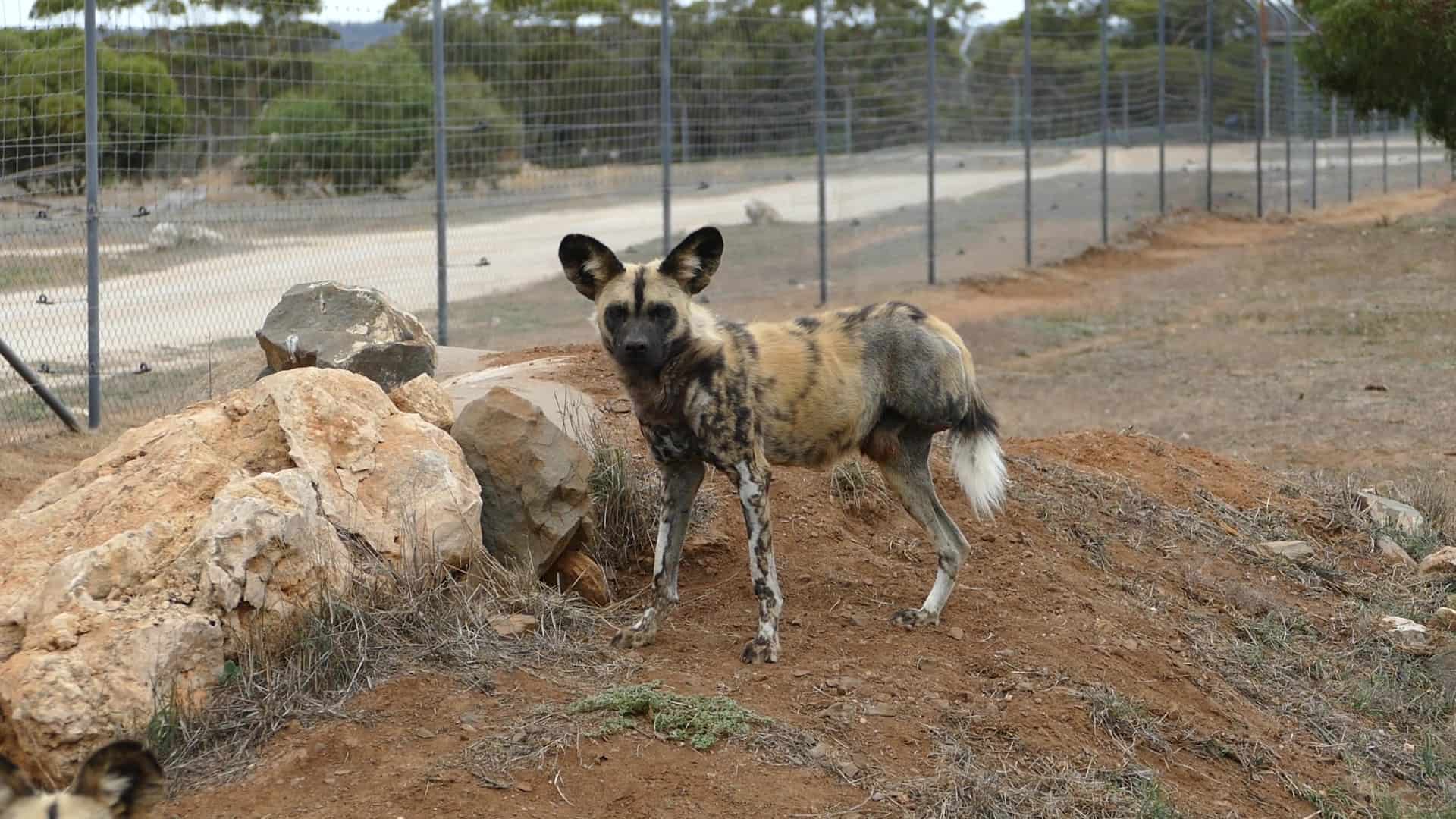 Can You Take Dogs To The Safari Park