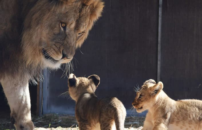 Monarto Safari Park lion cubs