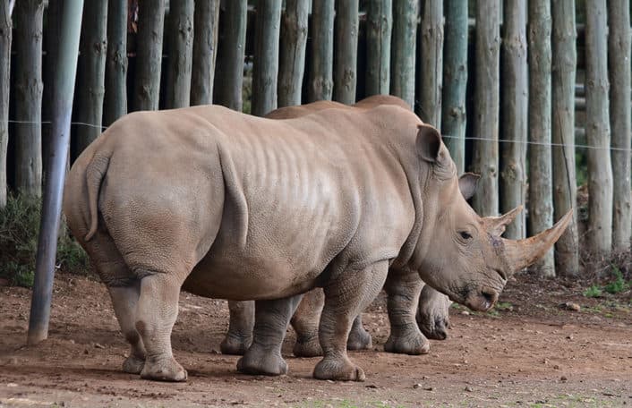 Southern White Rhino Monarto Safari Park Umqali pregnant