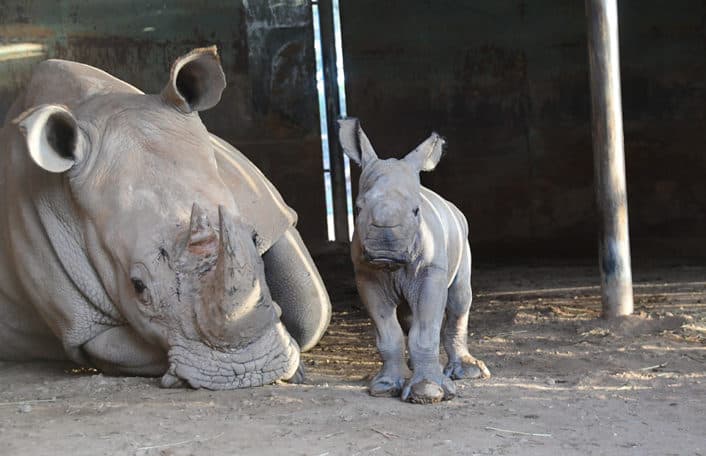 Southern White Rhino calf Monarto Safari Park birth
