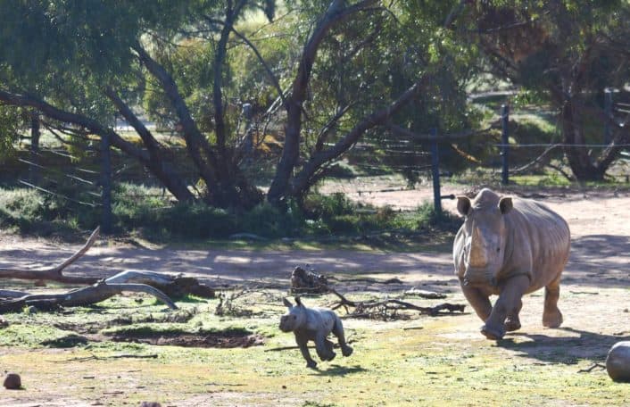 rhino calf, monarto safari park,