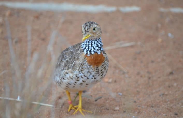 Plains Wanderer, National Threatened Species Day, Zoos SA