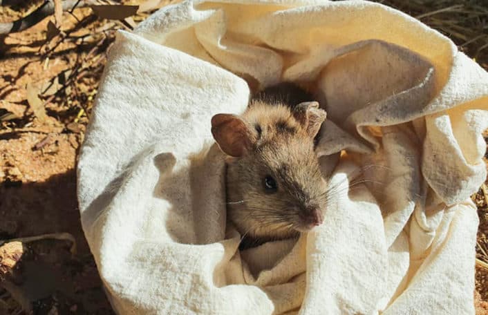 Monarto Safari Park Greater Stick-nest Rat conservation