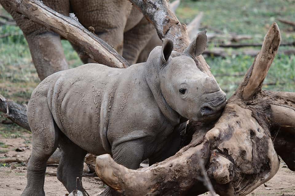 Rambunctious rhino calf's name revealed on World Rhino Day! - Monarto  Safari Park