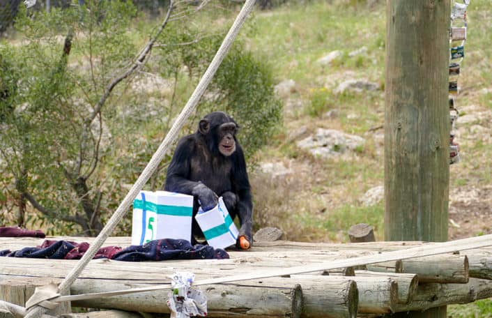 Enzi chimpanzee birthday Monarto Safari Park