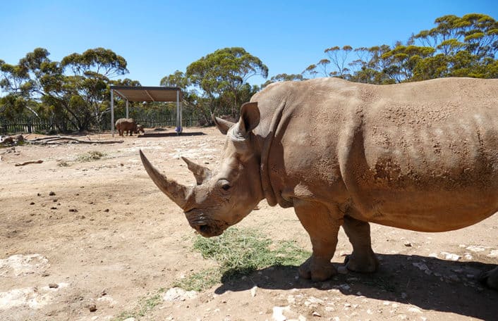 Monarto Safari Park Southern White Rhino Uhura conservation