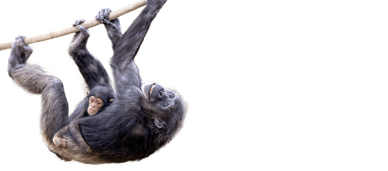 Chimpanzee holding its baby, climbing onb a rope