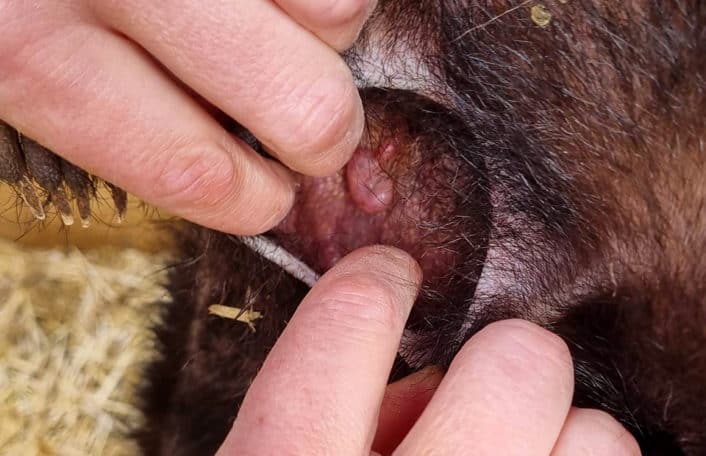 Keepers holding Tasmanian Devil pouch open to reveal a jelly bean-sized, pink joey