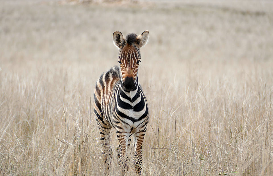 Two-week old stripy zebra foal stares at the camera surrounded by grassland at Monarto Safari Park