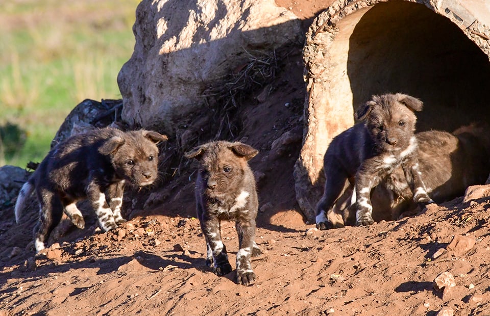 Monarto Safari Park African Painted Dog puppies