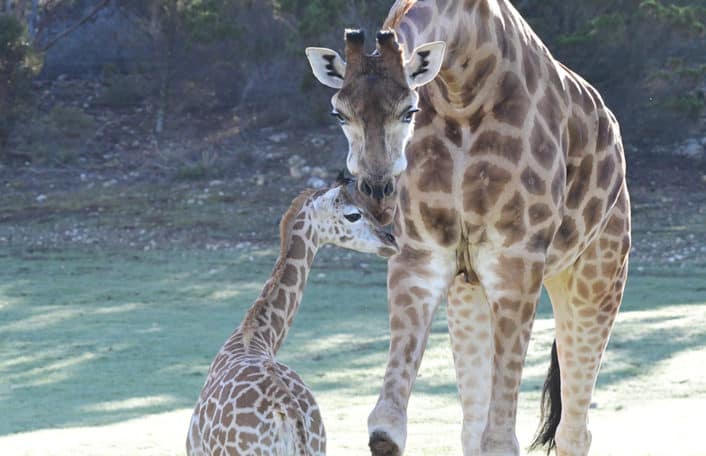 Giraffe calf Kamili at Monarto Safari Park