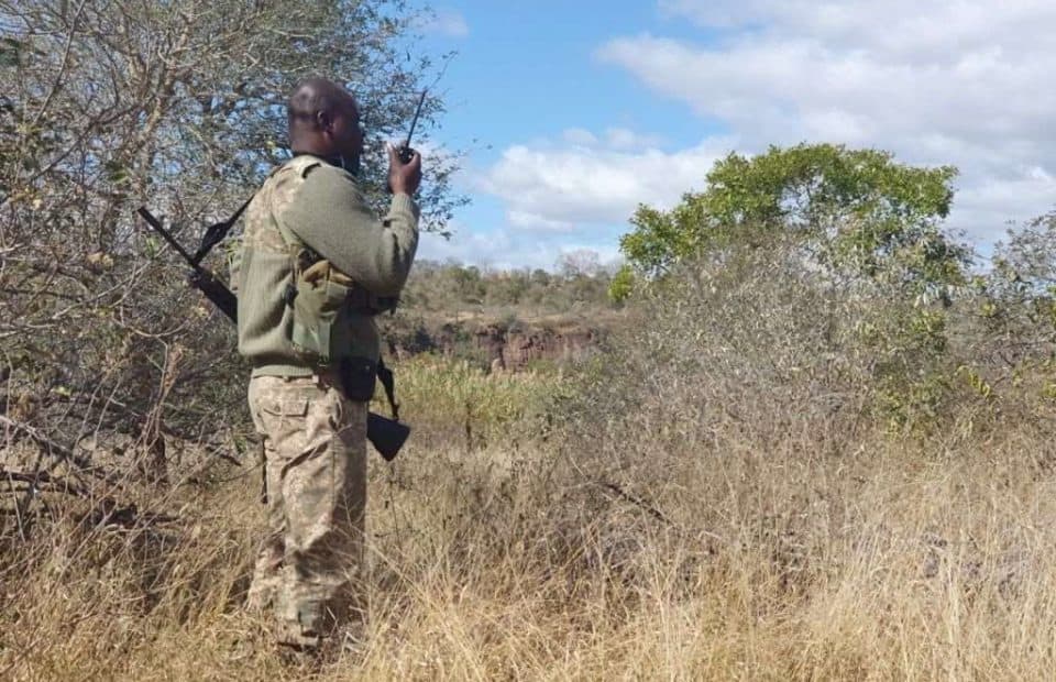 Kruger National Park ranger stands in scrub area using radio to communicate with other rangers.