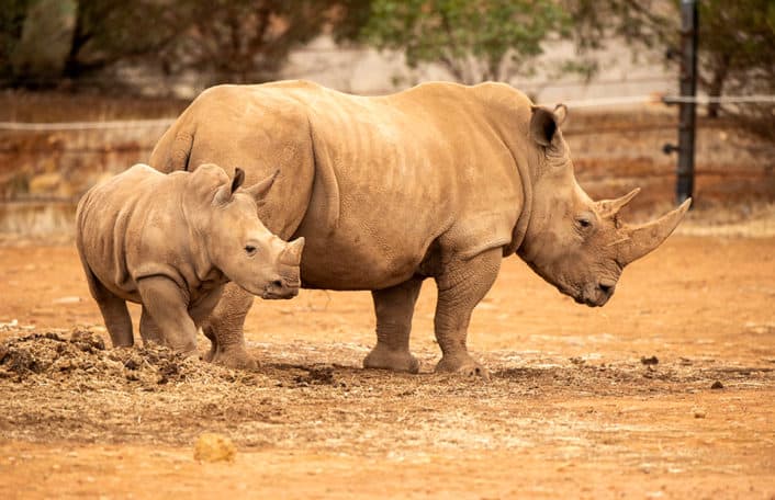 Monarto Safari Park Southern White Rhino animal welfare