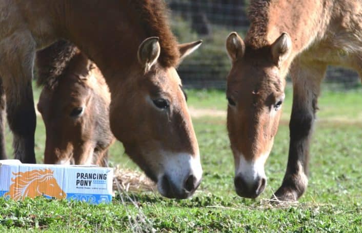 Prancing Pony at Monarto Safari Park, saving species from extinction