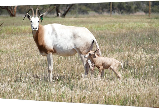 Oryx calf born at Monarto Safari Park on 24 October 2021