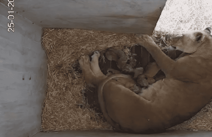 Lioness Husani feeding her five newborn cubs. Husani is lying on the floor in the birthing den on a floor of wood and straw. She is asleep while her cubs feed.