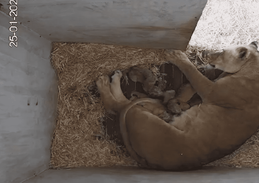Lioness Husani feeding her five newborn cubs. Husani is lying on the floor in the birthing den on a floor of wood and straw. She is asleep while her cubs feed.